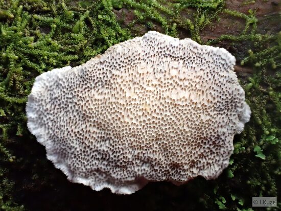 Cinereomyces lindbladii